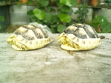 marginata