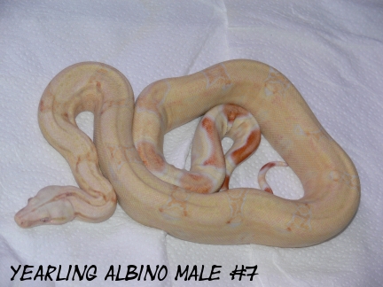 Yearling albino male 7