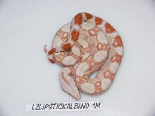 Lipstick Albino Male 1