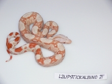 Lipstick Albino Female 2
