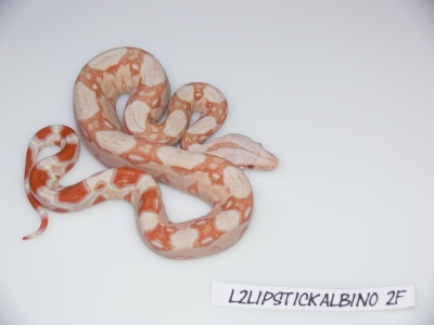 Lipstick Albino Female 2