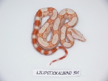 Lipstick Albino Male 3