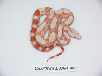 Lipstick Albino Male 3