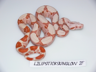 Lipstick Sunglow female 2