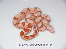 Lipstick Sunglow female3