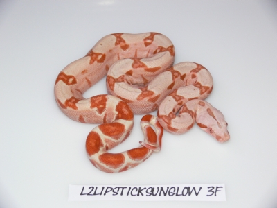 Lipstick Sunglow female3