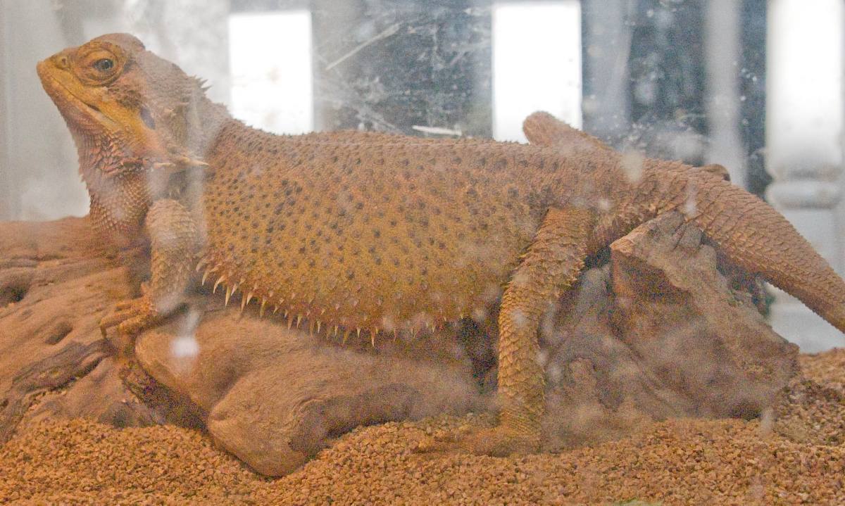 Tiger's big belly