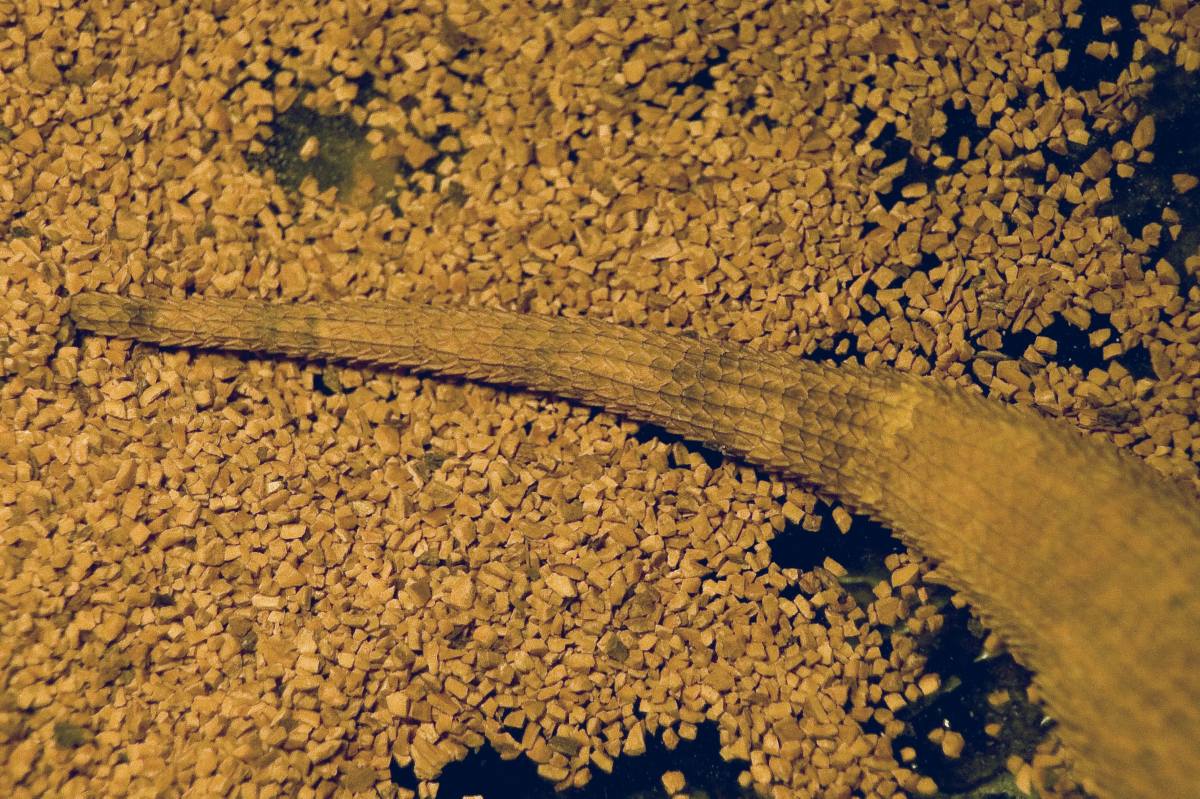 Tail closeup