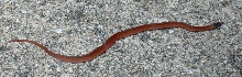 Brown Snake found in Mobile