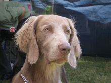 Stormy - deep in thought