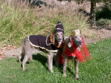 Wizard Kahlua & Princess Jasmine