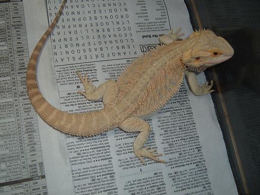 My male bearded