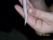 Spot's tail
