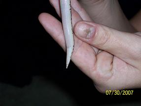 Spot's tail