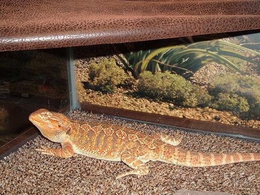 female bearded dragon- Zypsy