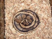 bp male poss morph ch