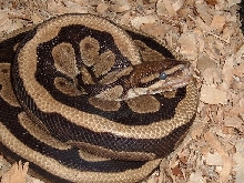 Poss. Morph CH Male (R.I.)