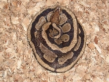 Male Poss. morph bp