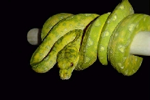 biak2