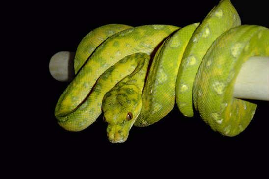 biak2