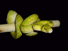 biak3