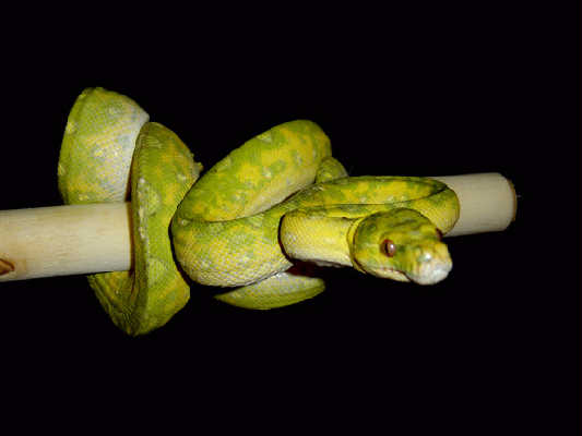 biak3