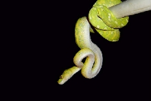 biak4