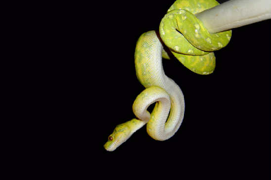 biak4