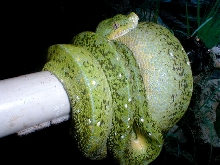 mite phase female