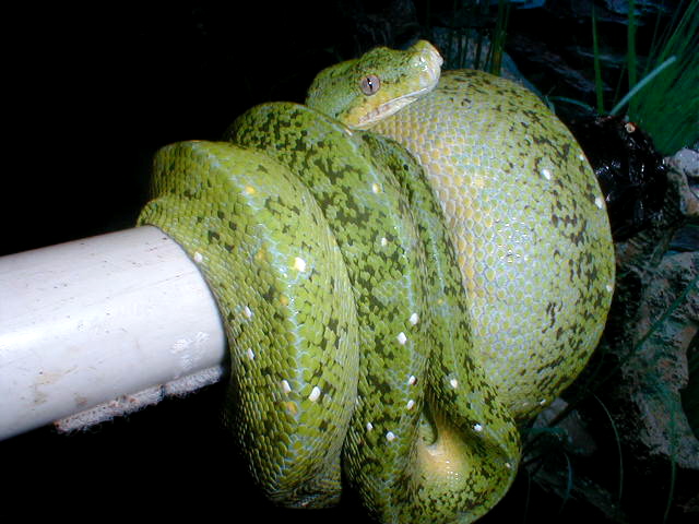 mite phase female