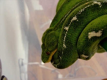 emerald4