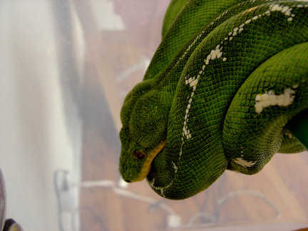 emerald4