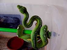 emerald2
