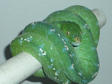 blue bloodline male