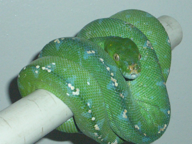 blue bloodline male