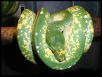 high yellow male