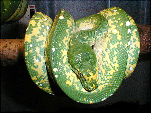 high yellow male
