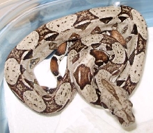het albino 1