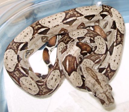 het albino 1