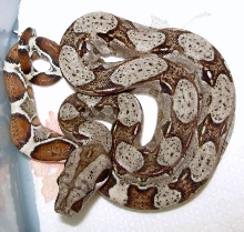 het albino 2