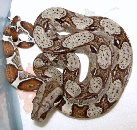 het albino 2