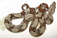 het albino 3