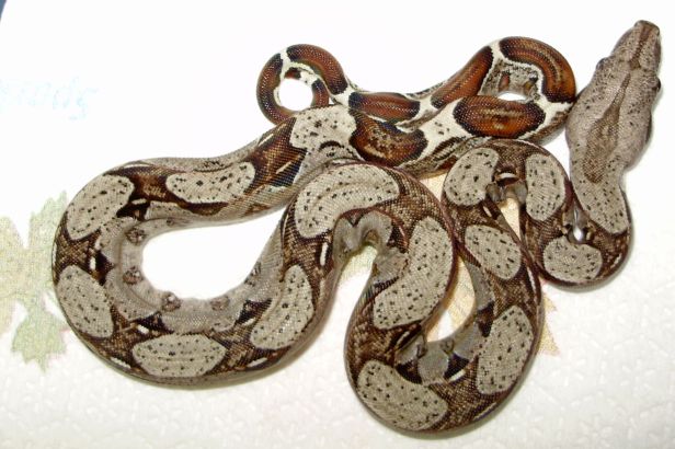 het albino 3