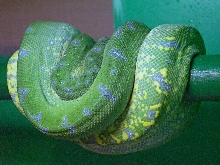 hudson female 18 months