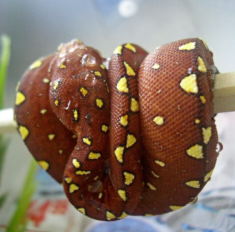 unknown locale red baby yellow pattern