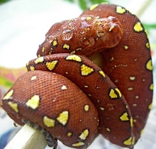 pink and yellow chondro