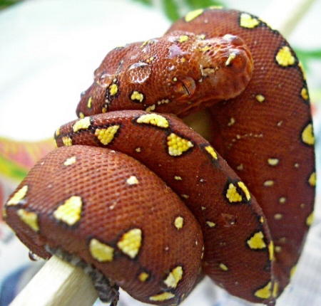 pink and yellow chondro