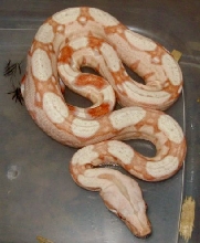 red albino 3