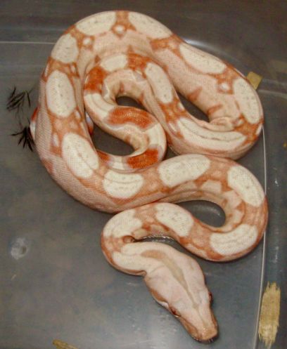 red albino 3