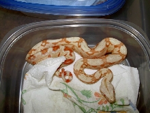 red albino 9